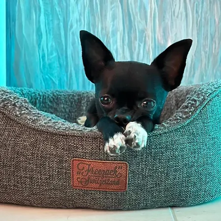 Sunset I Bodensee I St Gallen I Bregenz I Appenzell I Vaduz *