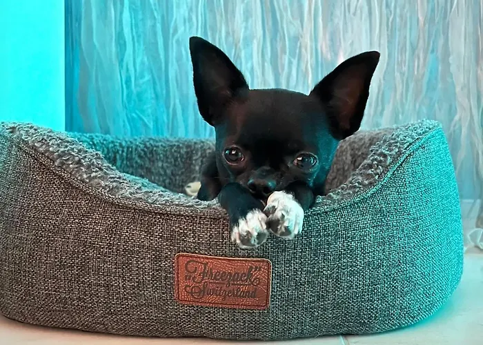 Sunset I Bodensee I St Gallen I Bregenz I Appenzell I Vaduz *